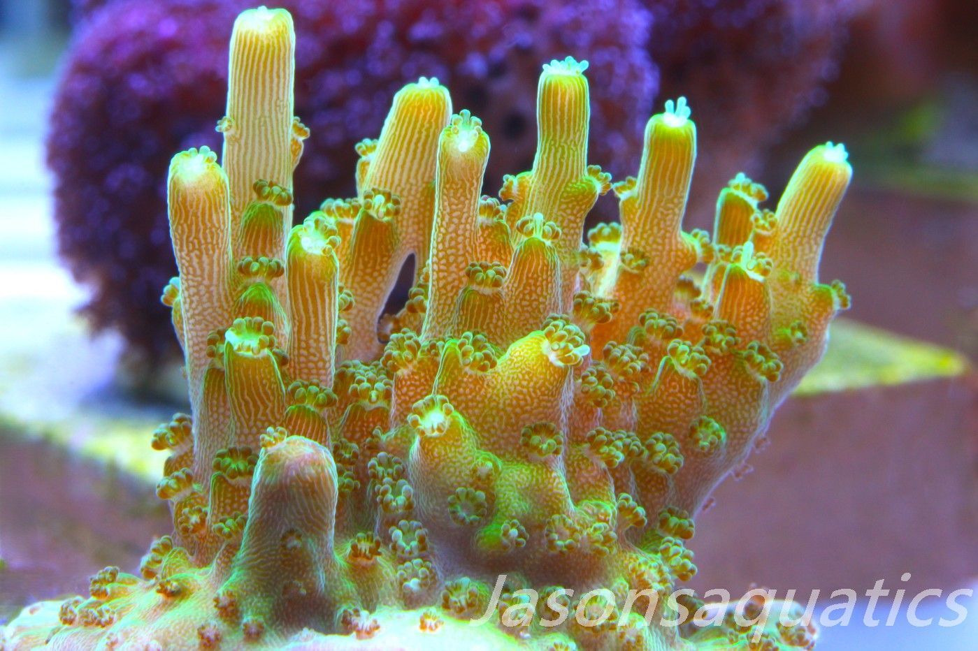Acropora Solitaryensis Frag D