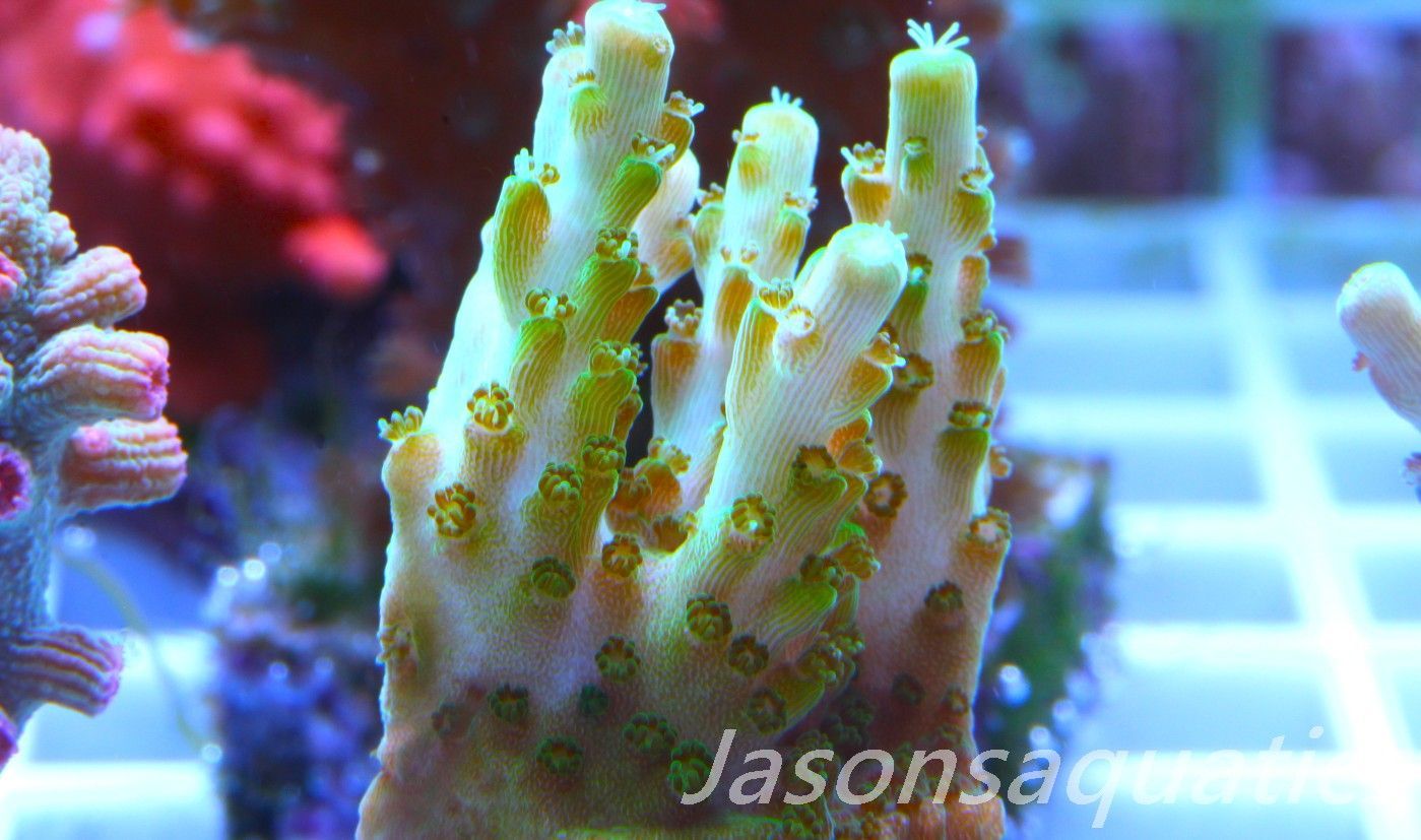 Acropora Solitaryensis Frag D