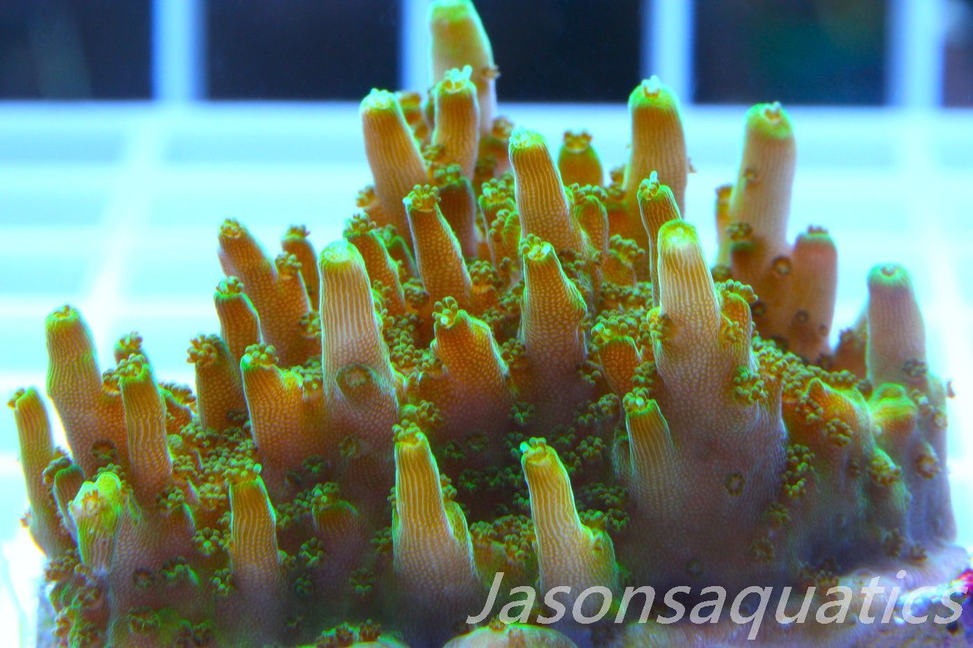 Acropora Solitaryensis Frag D