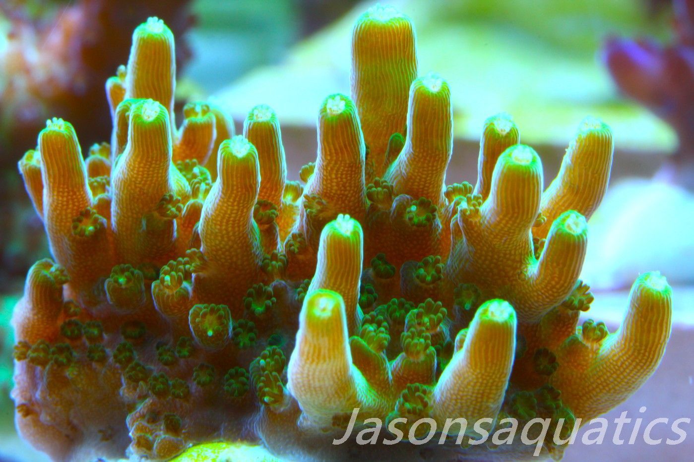 Acropora Solitaryensis (LARGE FRAG) Frag E