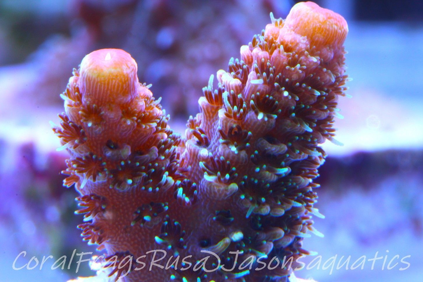 Acropora Spathulata (Australian) Frag B