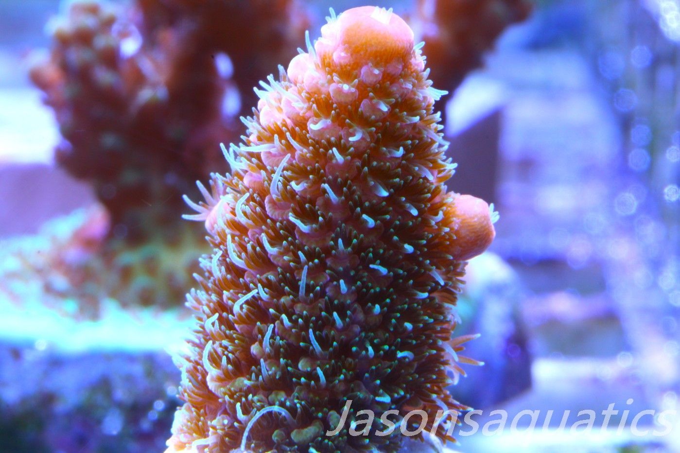 Acropora Spathulata (Australian) Frag B