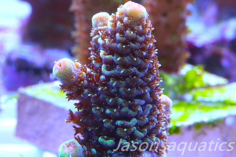 Acropora Spathulata (Australian) Frag B