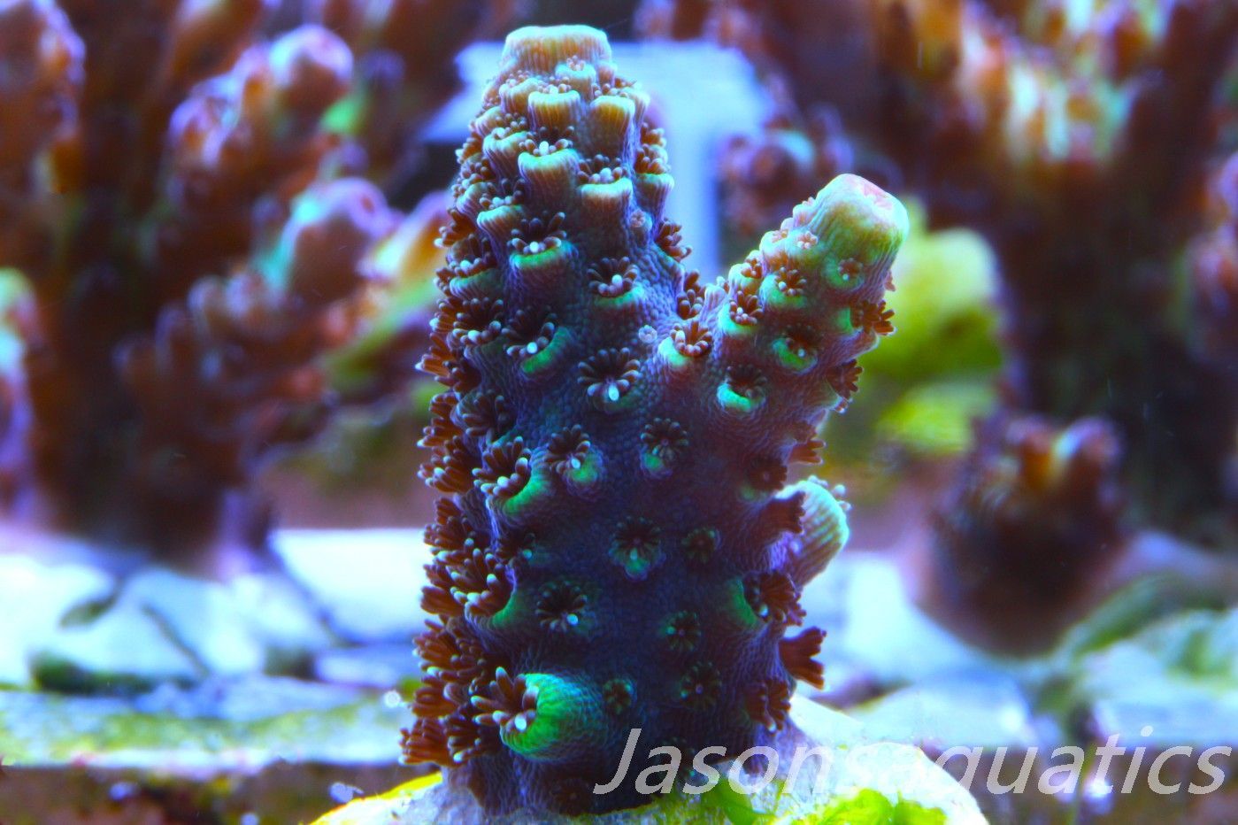 Acropora Spathulata (Australian) Frag B