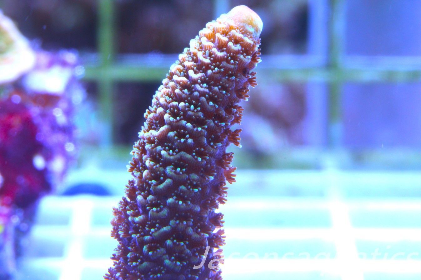 Acropora Spathulata (Australian) Frag D