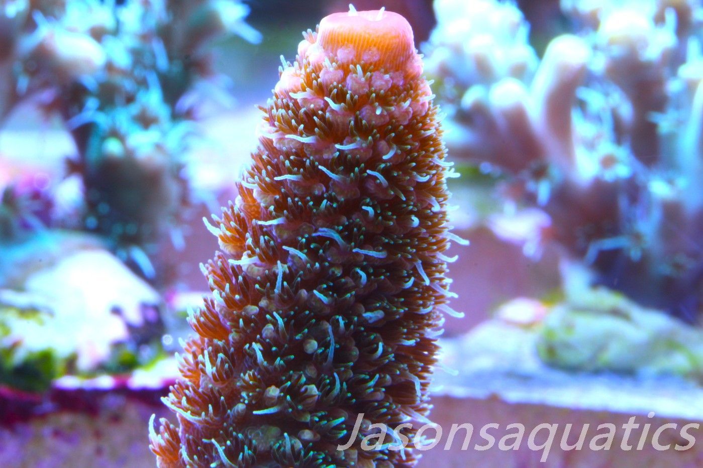 Acropora Spathulata (Australian) Frag D