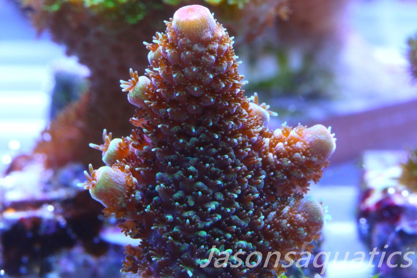 Acropora Spathulata (Australian) Frag D