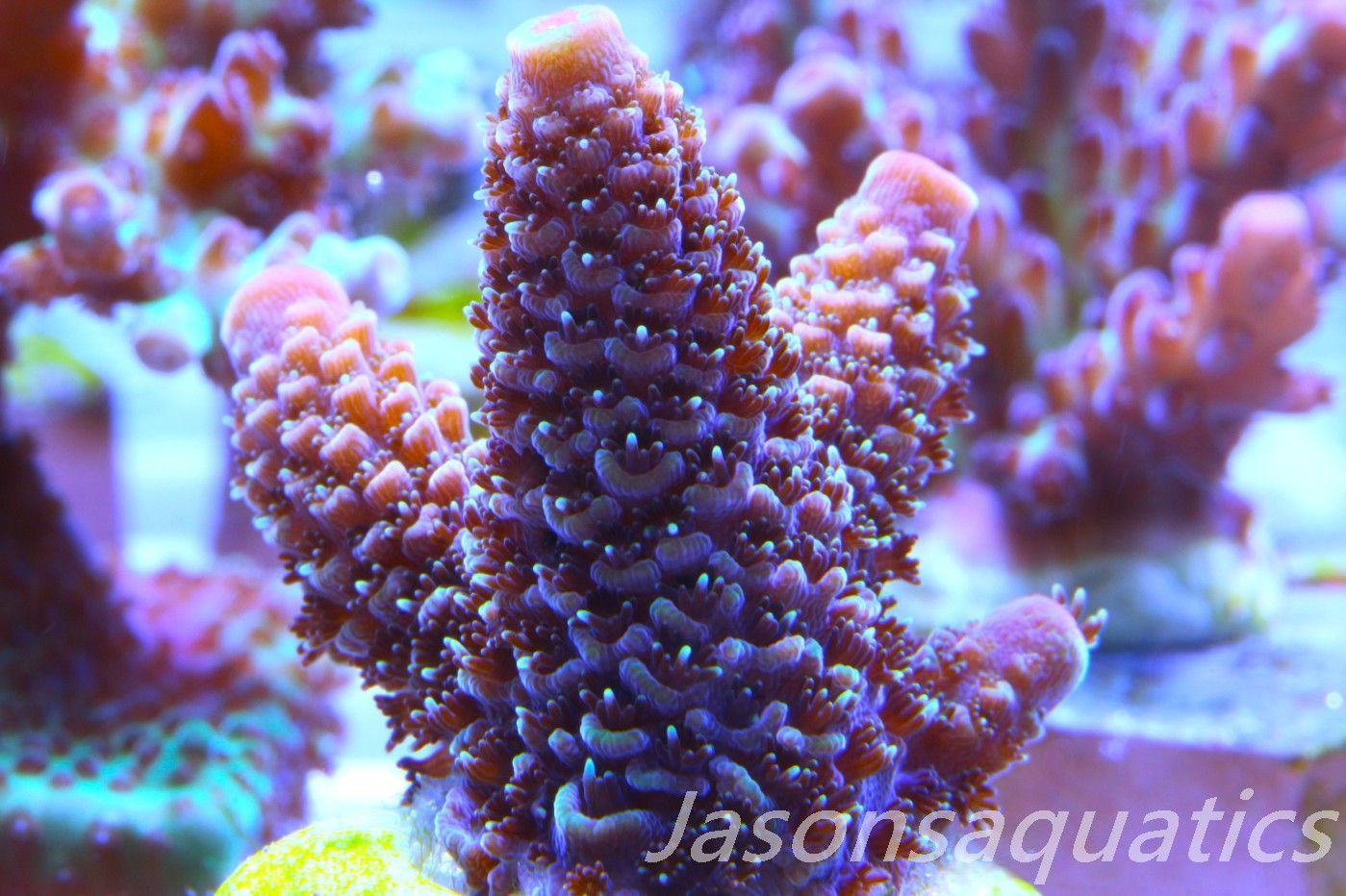 Acropora Spathulata (Australian) Frag D