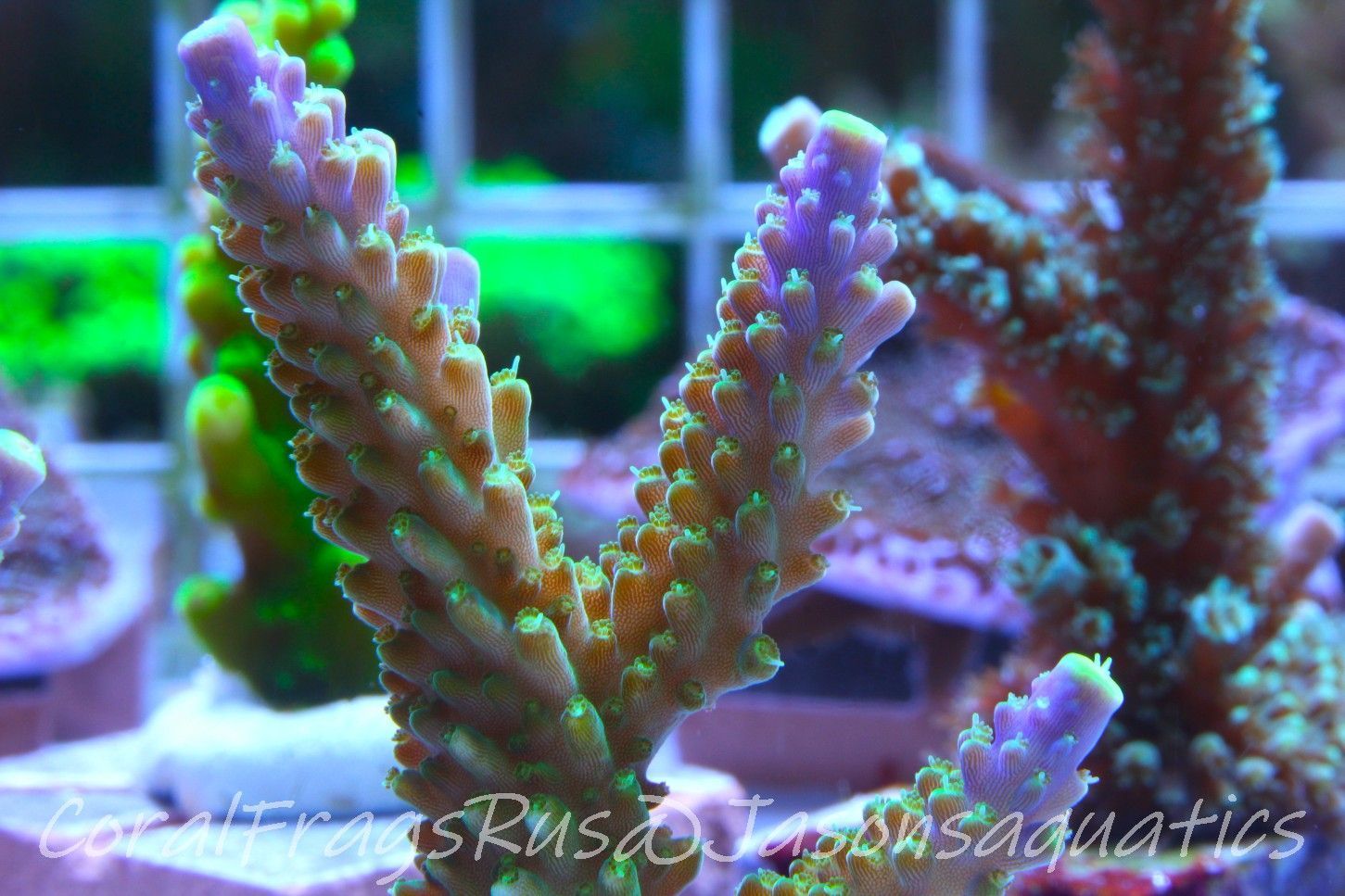 Acropora Tri colour, AKA Joker Frag B