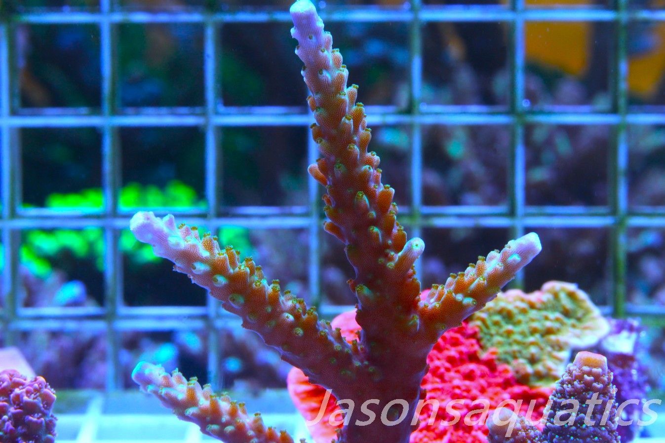 Acropora Tri colour, AKA Joker Frag B
