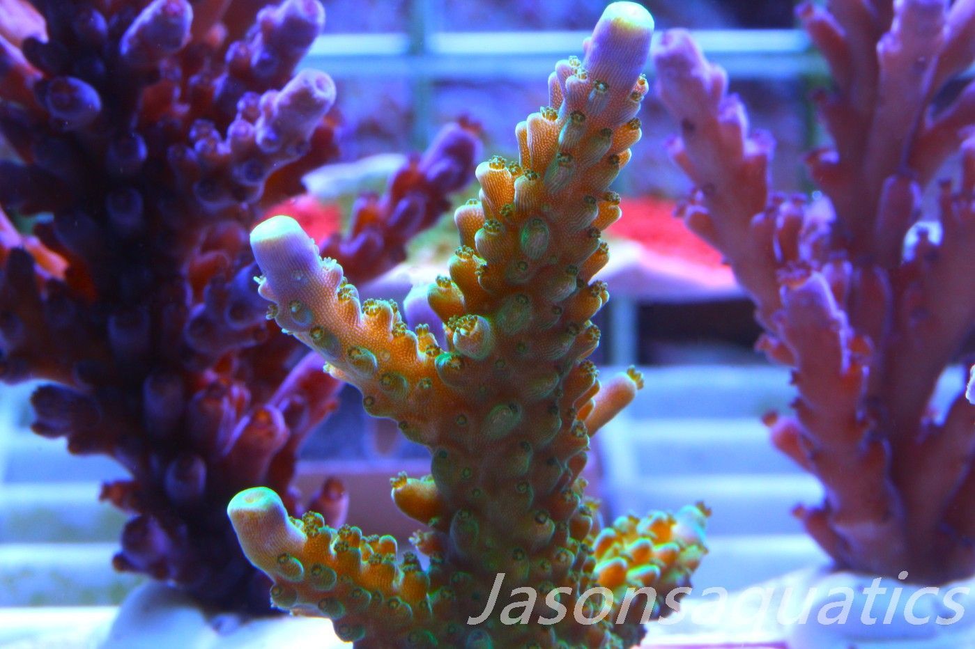 Acropora Tri colour, AKA Joker Frag B