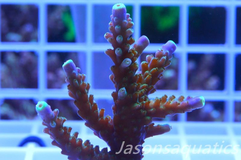 Acropora Tri colour, AKA Joker Frag B