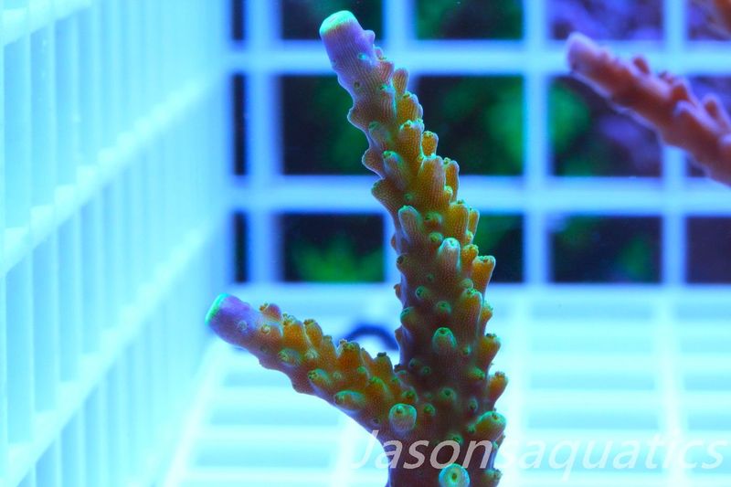 Acropora Tri colour, AKA Joker Frag B