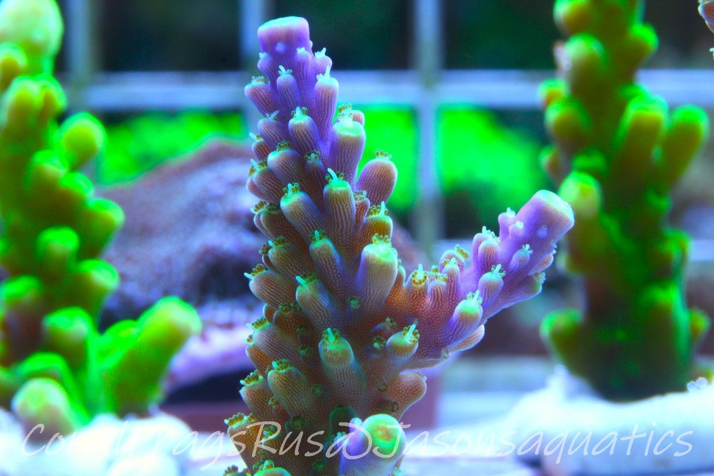 Acropora Tri colour, AKA Joker Frag C