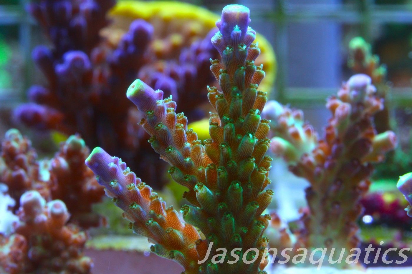 Acropora Tri colour, AKA Joker Frag C