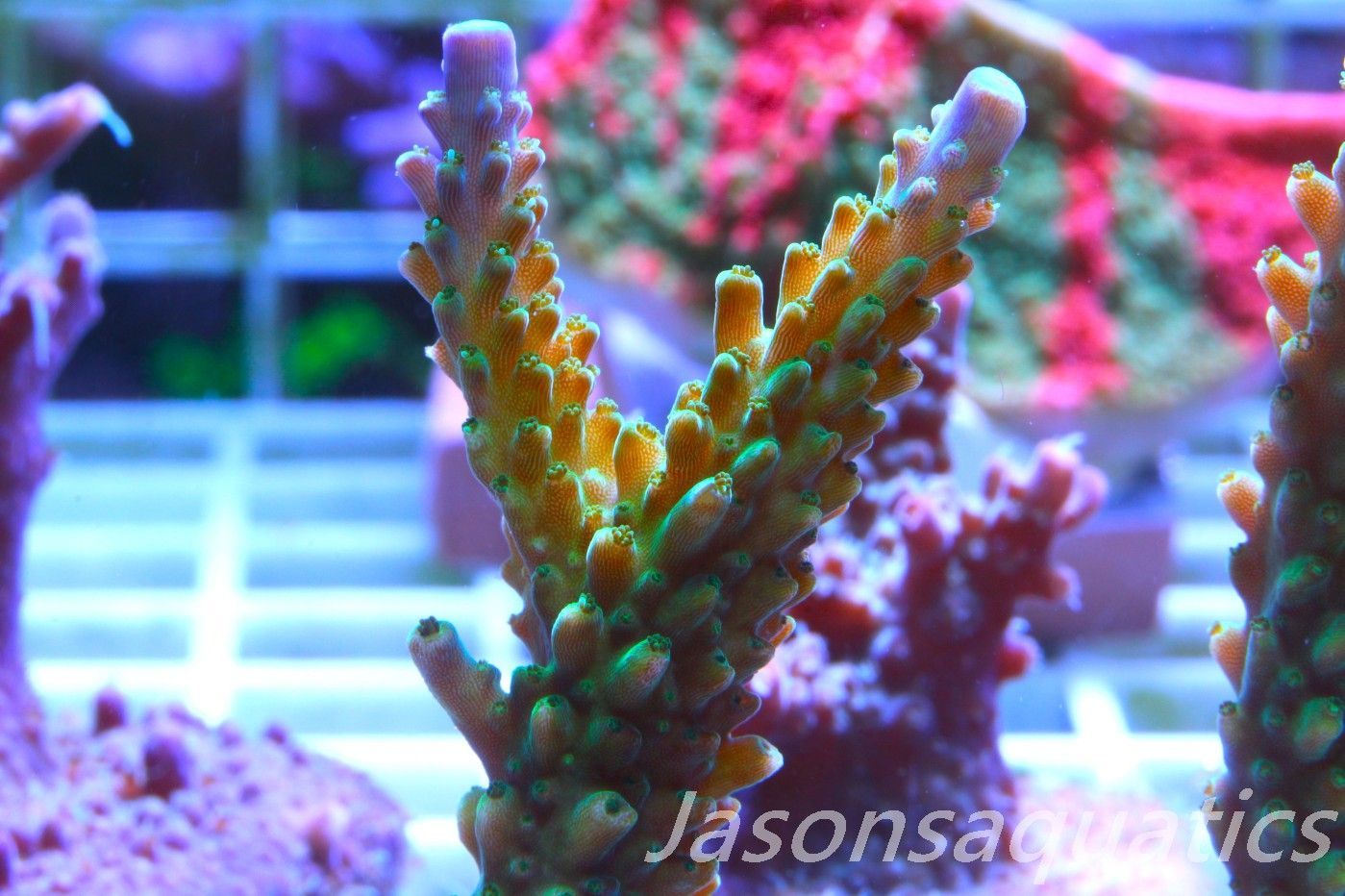 Acropora Tri colour, AKA Joker Frag C