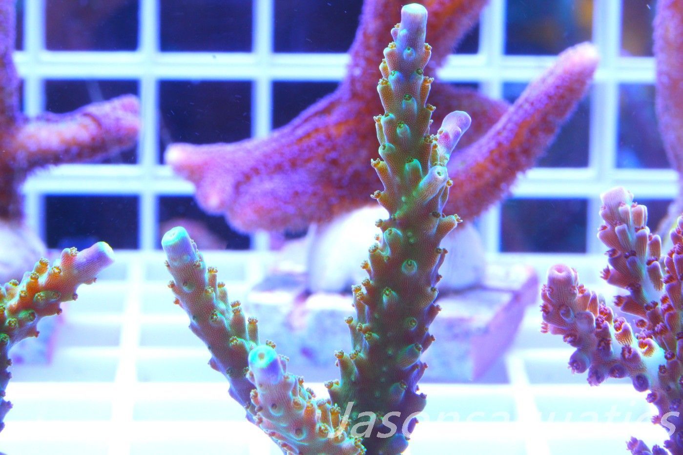 Acropora Tri colour, AKA Joker Frag C
