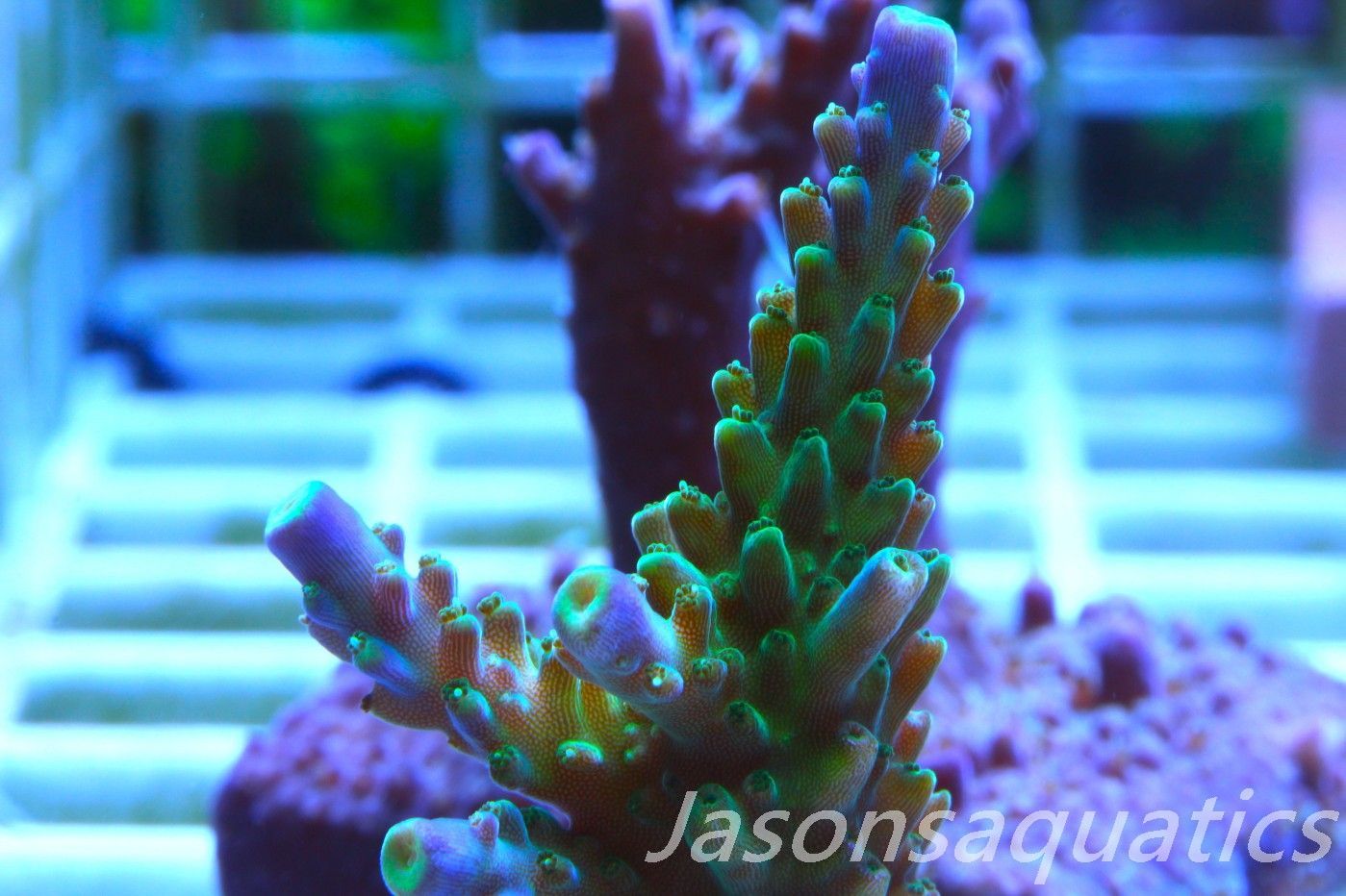 Acropora Tri colour, AKA Joker Frag E