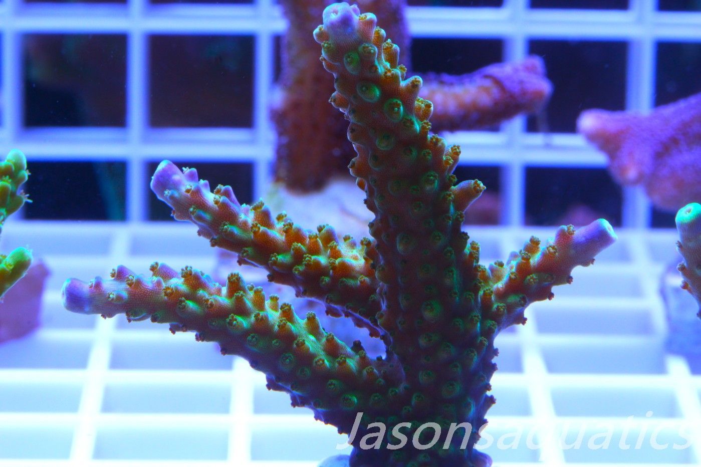Acropora Tri colour, AKA Joker Frag E