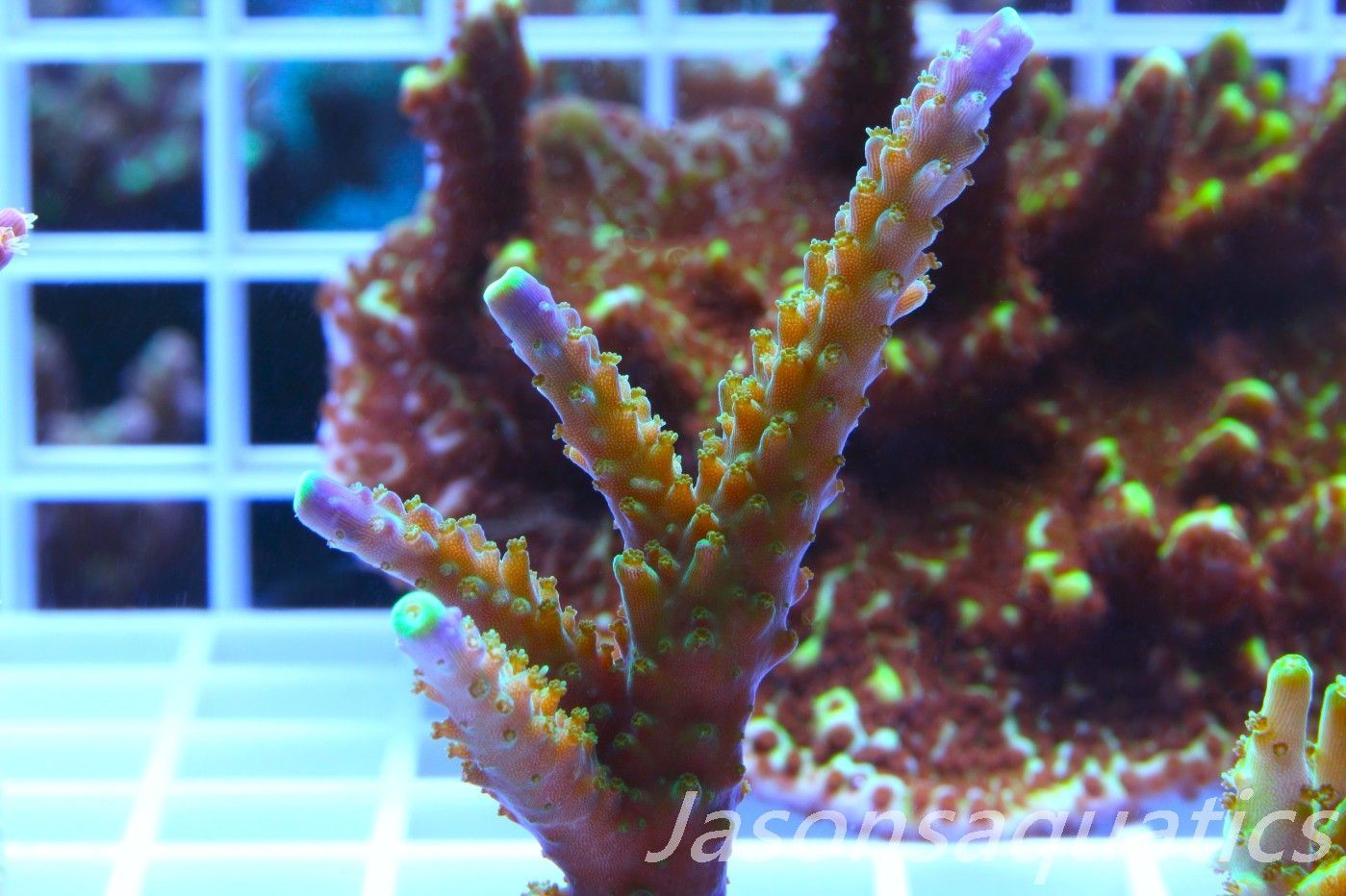 Acropora Tri colour, AKA Joker Frag E