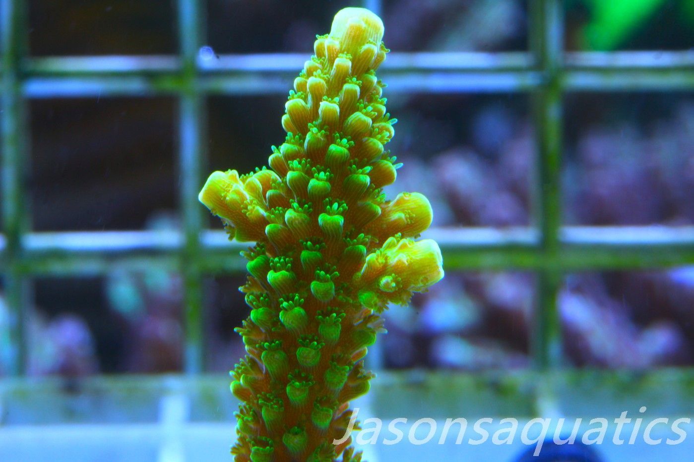 Acropora, True Bali Slimer Frag D