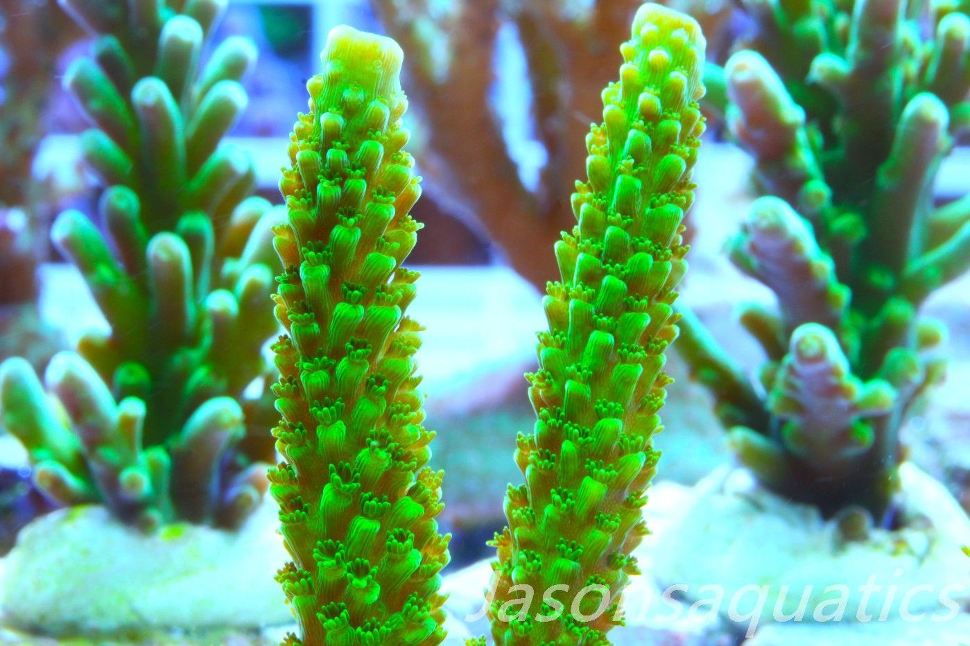 Acropora, True Bali Slimer Frag D