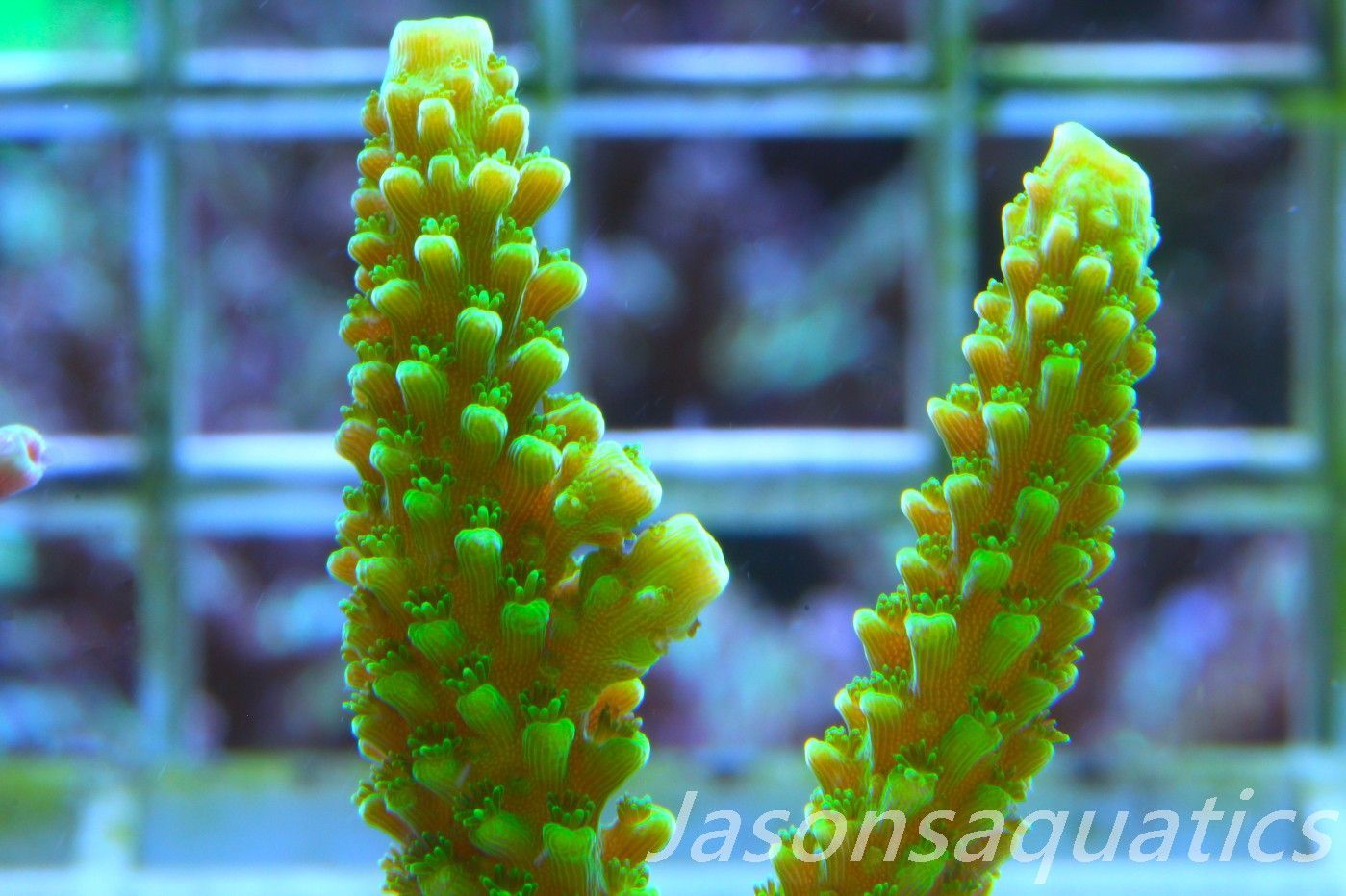 Acropora, True Bali Slimer Frag E
