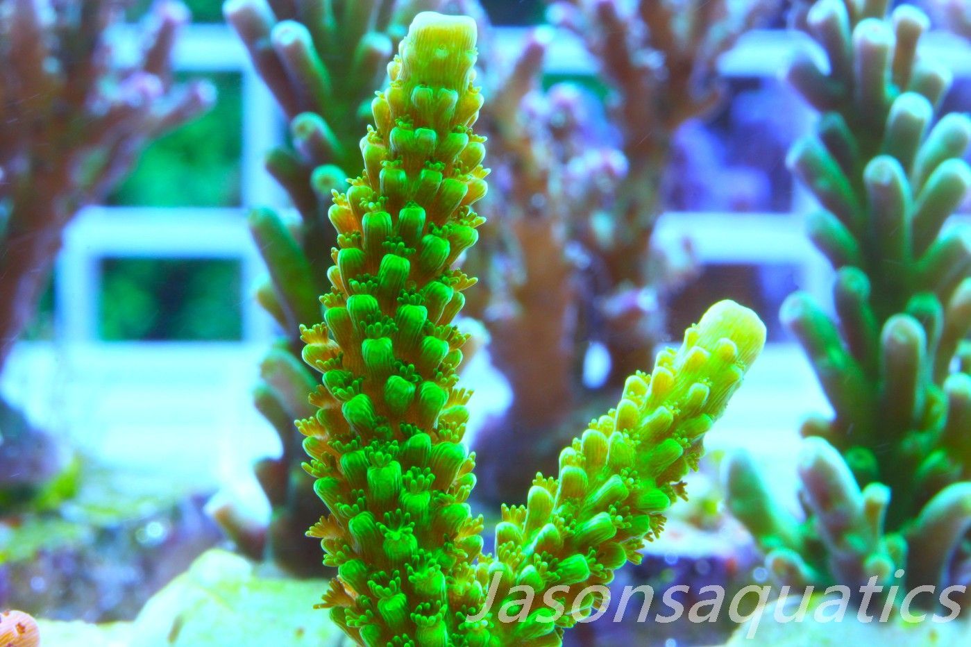 Acropora, True Bali Slimer Frag E