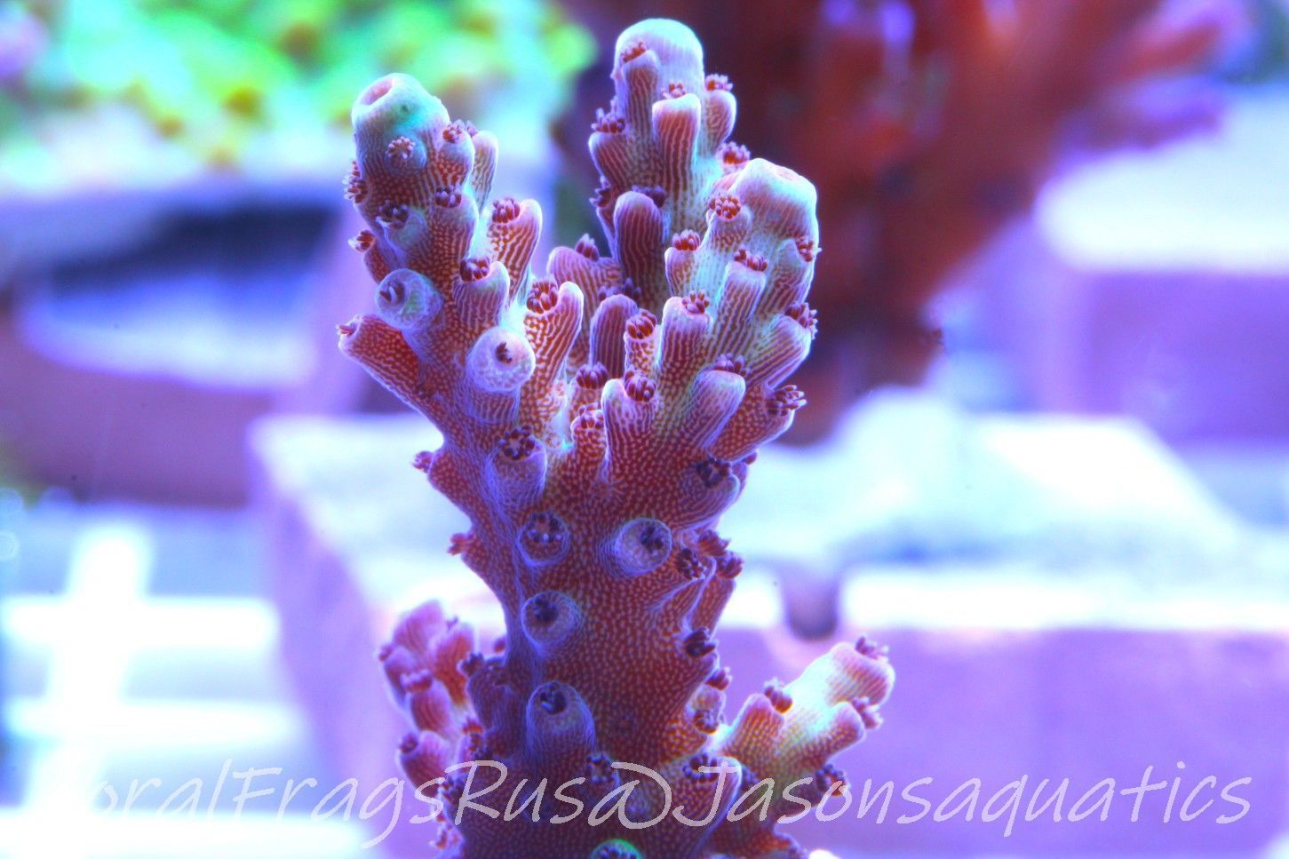 Acropora, Ultra Rare Australian Chroma Nova Frag B