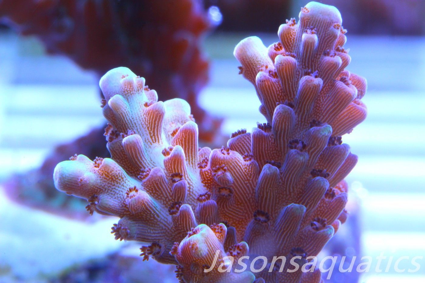 Acropora, Ultra Rare Australian Chroma Nova Frag B