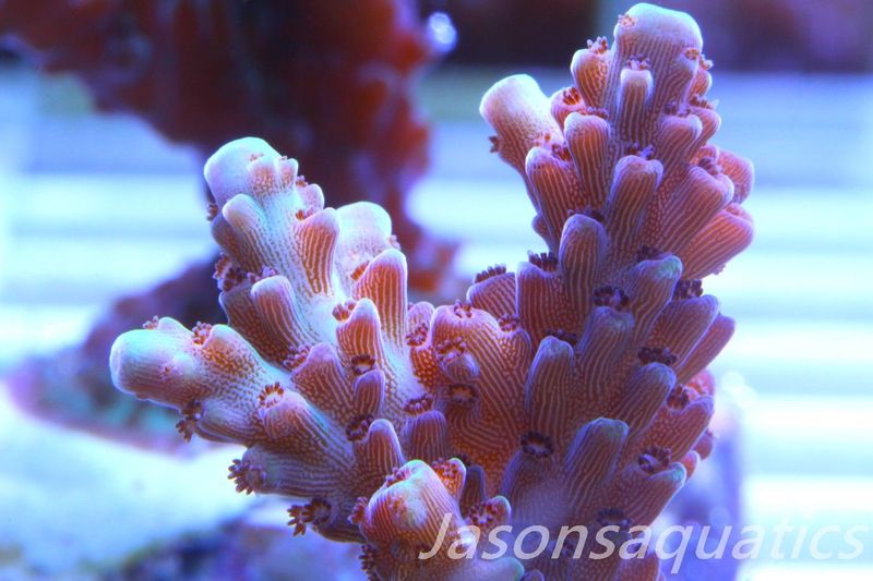 Acropora, Ultra Rare Australian Chroma Nova Frag B