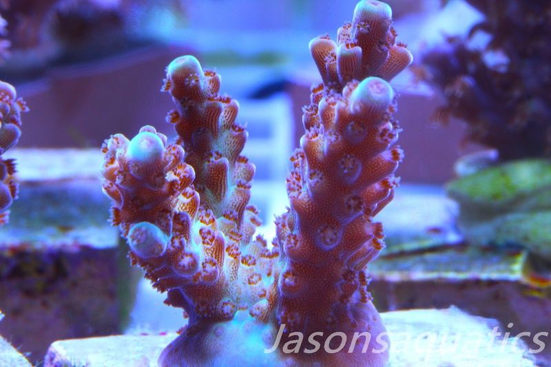 Acropora, Ultra Rare Australian Chroma Nova Frag B