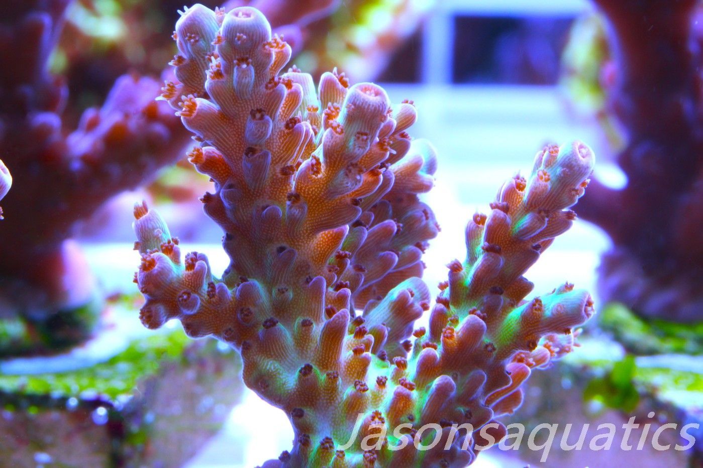 Acropora, Ultra Rare Australian Chroma Nova Frag B