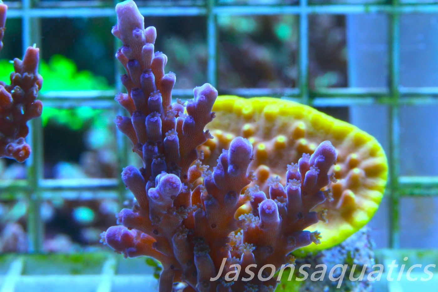 Acropora WWC Yellow Tip Frag D