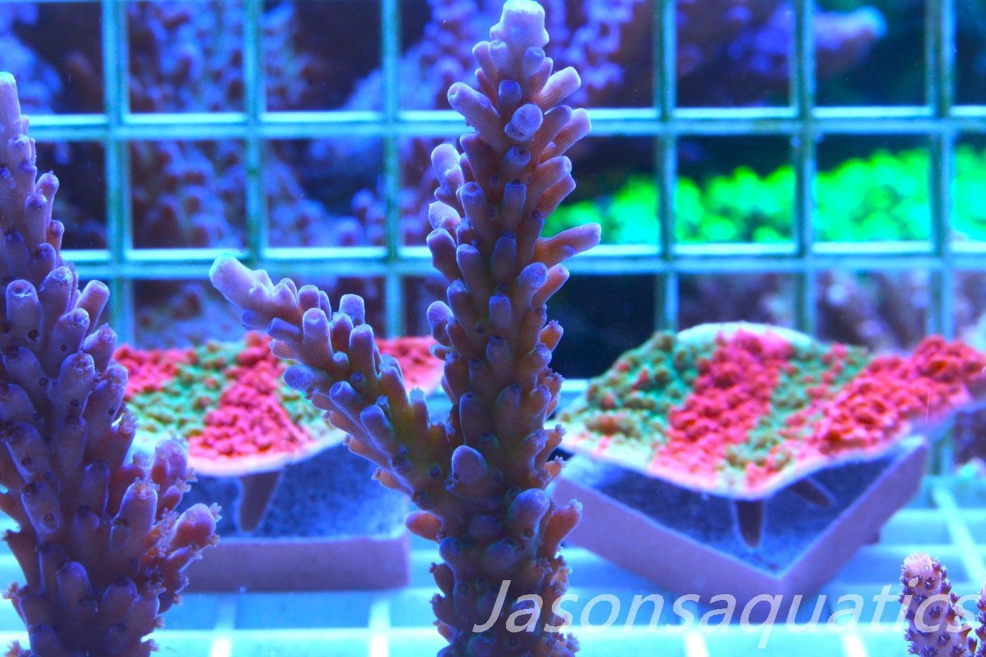 Acropora WWC Yellow Tip,Large Frag, Frag D Acropora WWC Yellow Tip,Large Frag, Frag D