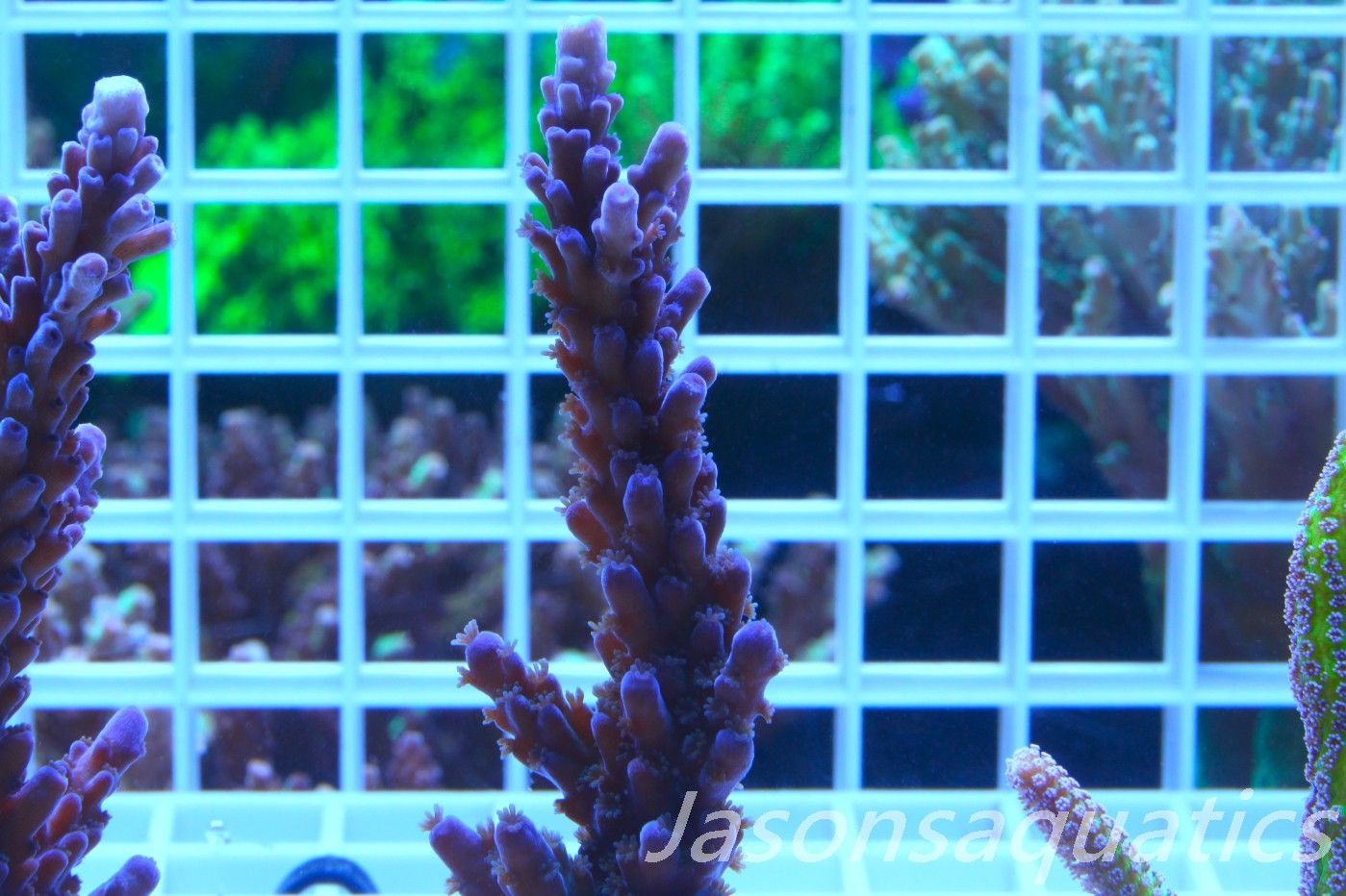Acropora WWC Yellow Tip,Large Frag, Frag D Acropora WWC Yellow Tip,Large Frag, Frag D