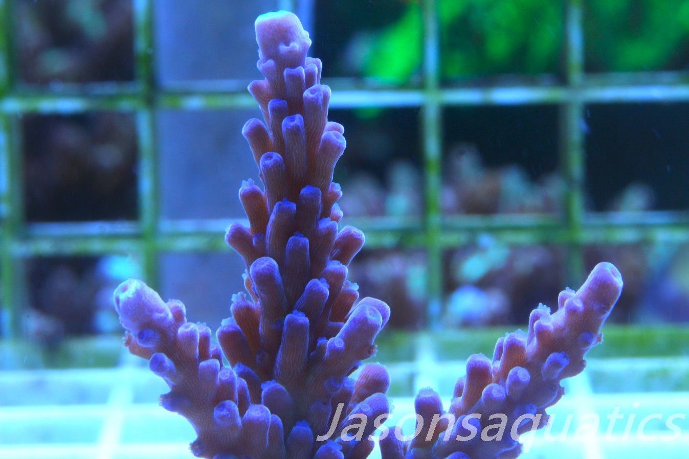 Acropora WWC Yellow Tip Frag E