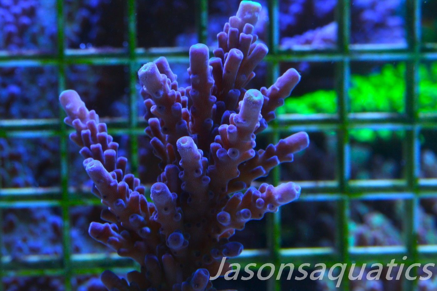 Acropora WWC Yellow Tip (Micro Colony) Frag E