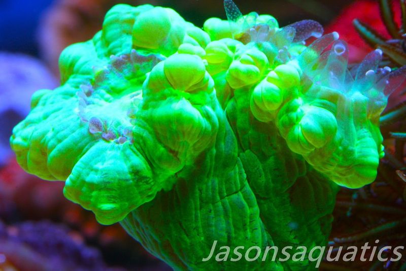 Caulastrea, Neon Green Candycane Frag  Frag B