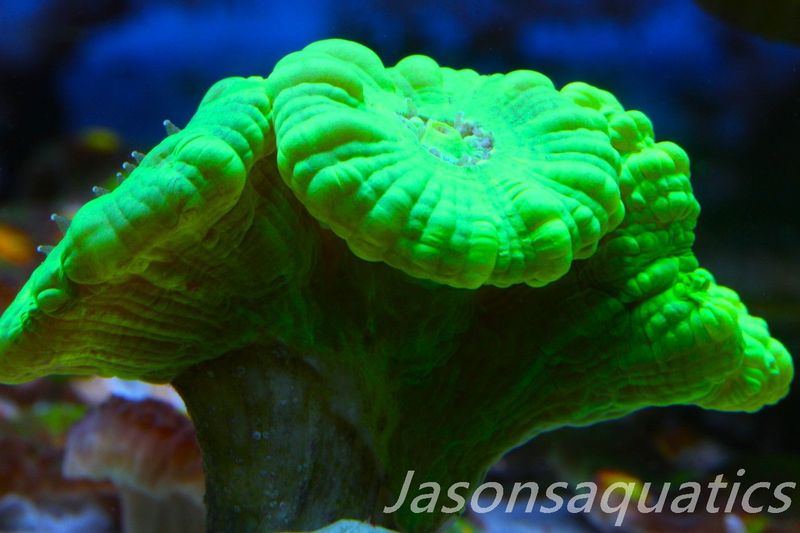 Caulastrea, Neon Green Candycane Frag  Frag B