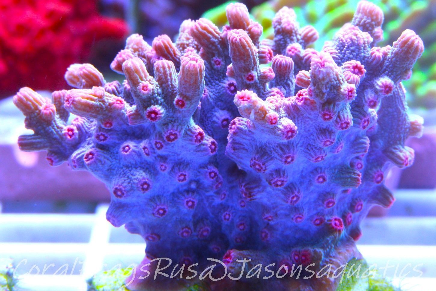 Cyphastrea Branching Pink Cyphastrea Frag B