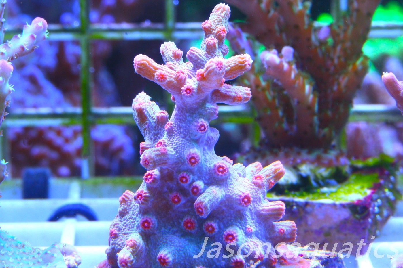 Cyphastrea Branching Pink Cyphastrea Frag B