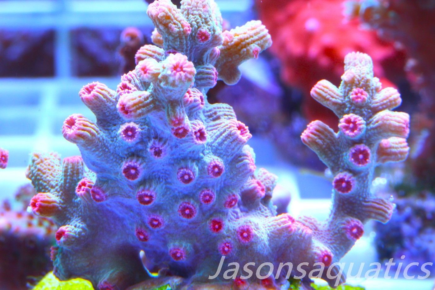 Cyphastrea Branching Pink Cyphastrea Frag B Cyphastrea Branching Pink Cyphastrea Frag B