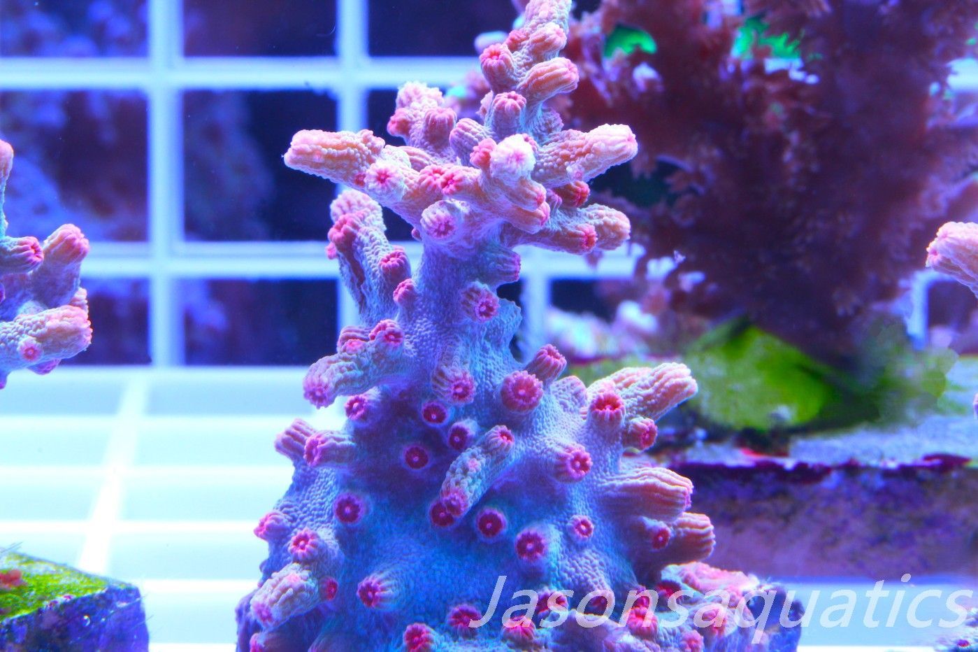 Cyphastrea Branching Pink Cyphastrea Frag B