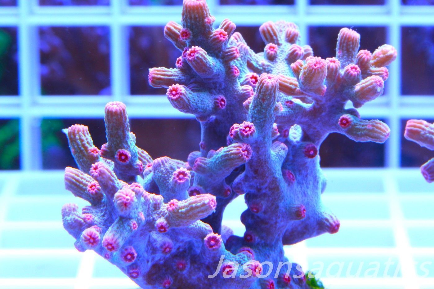 Cyphastrea Branching Pink Cyphastrea (Large Frag) Frag B Cyphastrea Branching Pink Cyphastrea (Large Frag) Frag B