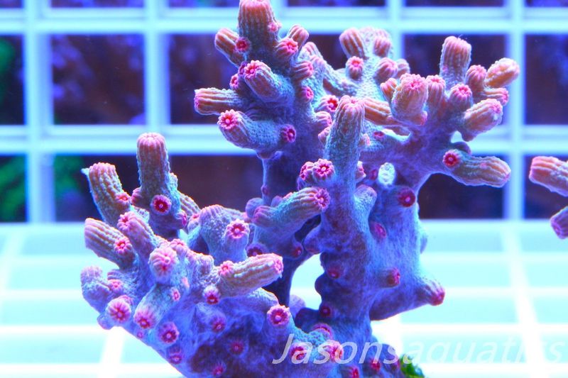 Cyphastrea Branching Pink Cyphastrea (Large Frag) Frag B