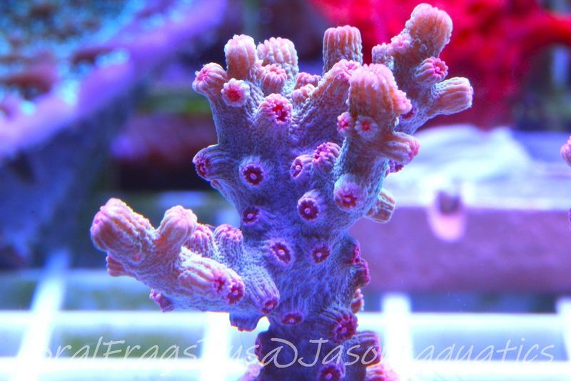 Cyphastrea Branching Pink Cyphastrea Frag C
