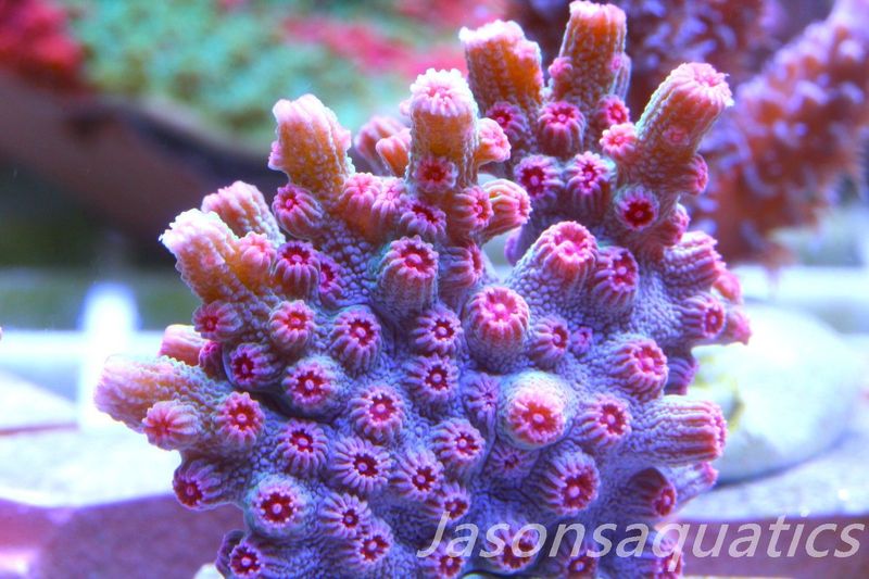 Cyphastrea Branching Pink Cyphastrea Frag C