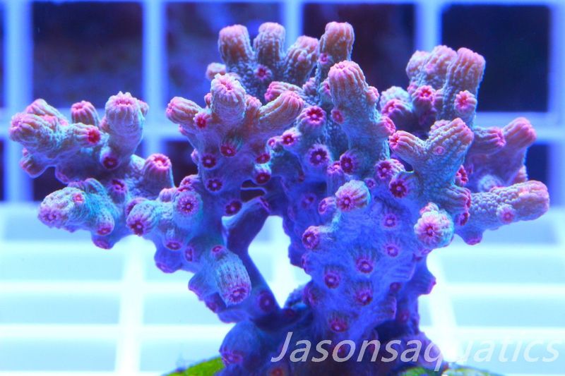 Cyphastrea Branching Pink Cyphastrea Frag C