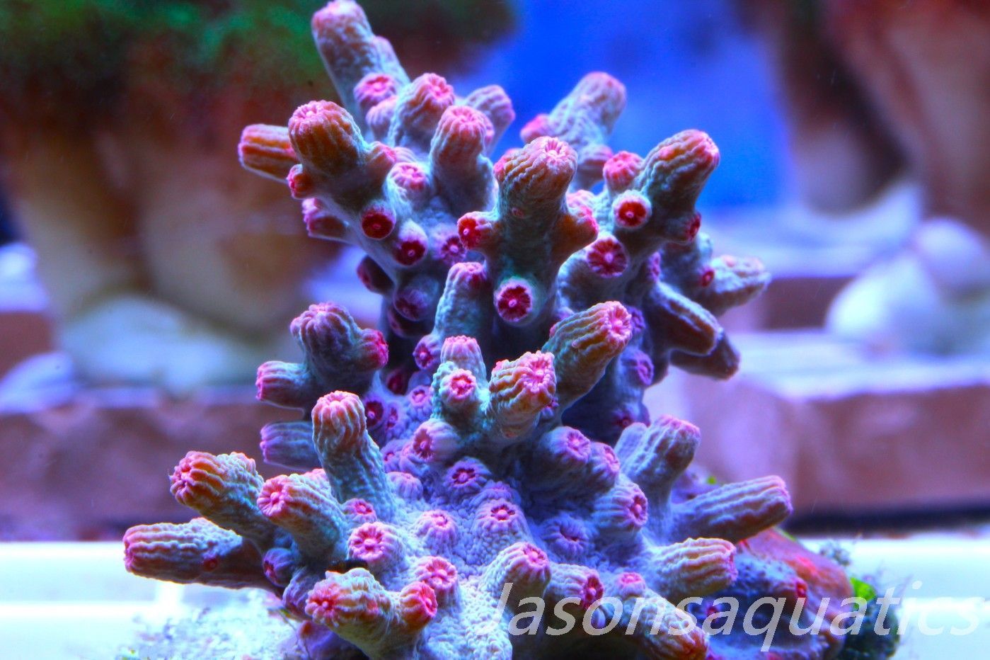 Cyphastrea Branching Pink Cyphastrea Frag C Cyphastrea Branching Pink Cyphastrea Frag C